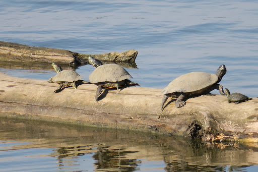 Nature Preserve «Audubon Center at Riverlands», reviews and photos, 301 Riverlands Way, West Alton, MO 63386, USA