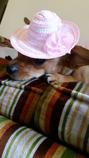 Pet Supply Store «Petco», reviews and photos, 590 E Waterfront Dr, Homestead, PA 15120, USA