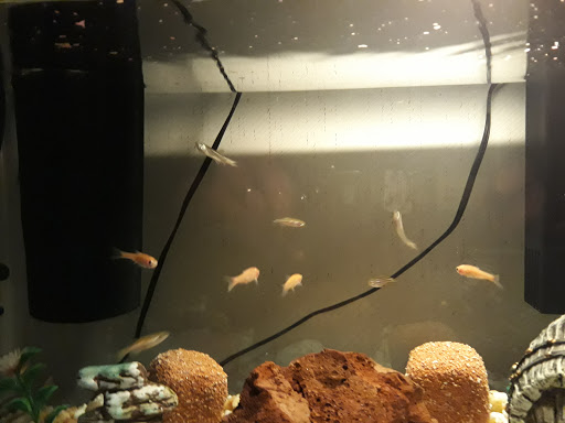 Pet Supply Store «PetSmart», reviews and photos, 1720 E Sherman Blvd, Muskegon, MI 49444, USA