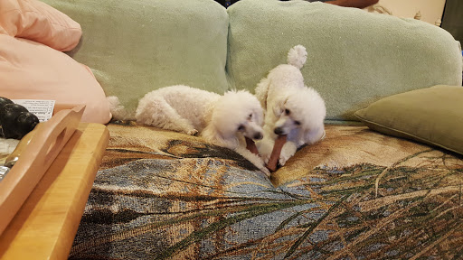 Pet Supply Store «Pet Supplies Plus», reviews and photos, 2471 E State St, Hermitage, PA 16148, USA