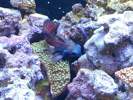 Tropical Fish Store «Reef To Rift Aquarium Store», reviews and photos, 1540 Cowpath Rd, Hatfield, PA 19440, USA