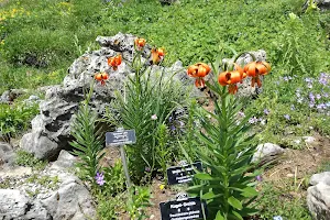 Alpine Flower Garden Kitzbuehel Horn image