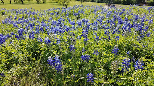 Park «Cottonwood Park», reviews and photos, 4051 N Story Rd, Irving, TX 75038, USA