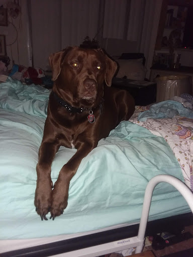 Pet Supply Store «PetSmart», reviews and photos, 11501 Metcalf Ave, Overland Park, KS 66210, USA