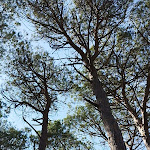 Photo n°5 de l'avis de Tufakkio. fait le 30/06/2023 à 20:05 sur le  I Mille Bar Paninoteca à La Maddalena