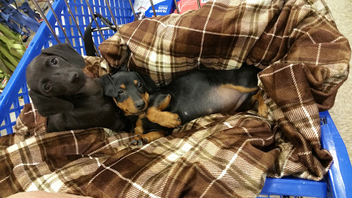 Pet Supply Store «PetSmart», reviews and photos, 10164 Colerain Ave, Cincinnati, OH 45251, USA