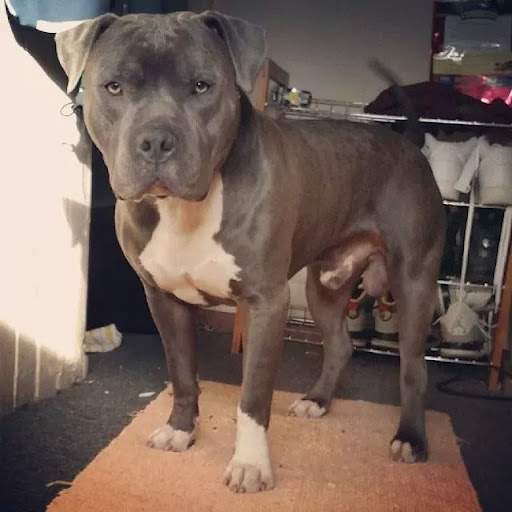 Pet Supply Store «Petco Animal Supplies», reviews and photos, 161 Plaza Dr, Vallejo, CA 94591, USA