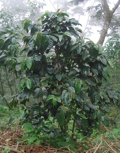 Coffee Shop «Cafe La Fortuna of Hinsdale», reviews and photos, 46 Village Pl, Hinsdale, IL 60521, USA