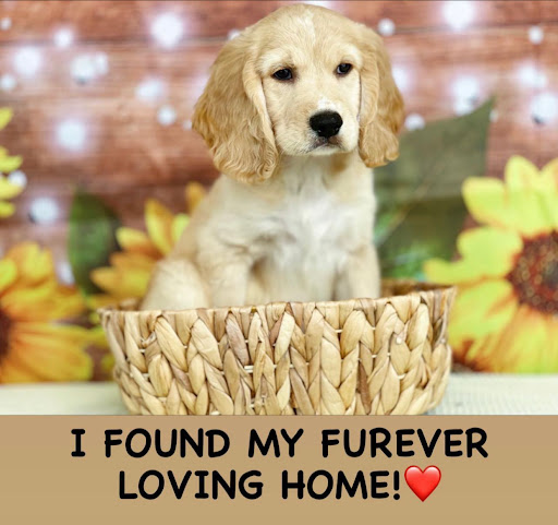 Dog Breeder «Playful Pets», reviews and photos, 115 Ridge Pike, Conshohocken, PA 19428, USA