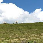 Photo n°5 de l'avis de Francesco.e fait le 02/06/2019 à 15:45 sur le  Agriturismo Ristorante La Terra Ribelle à Gubbio