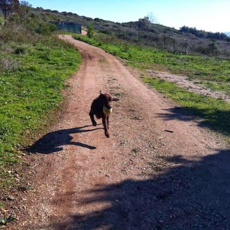 Hotel Quinta da Patada Canine School for Dogs and Owners