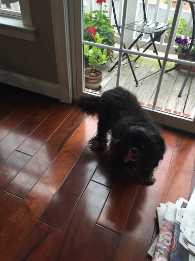 Pet Supply Store «Petco Animal Supplies», reviews and photos, 13053 Lee Jackson Memorial Hwy b, Fairfax, VA 22033, USA