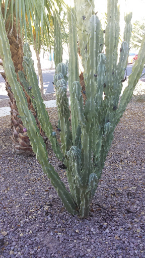 Golf Course «Aguila Golf Course», reviews and photos, 8440 S 35th Ave, Laveen Village, AZ 85339, USA