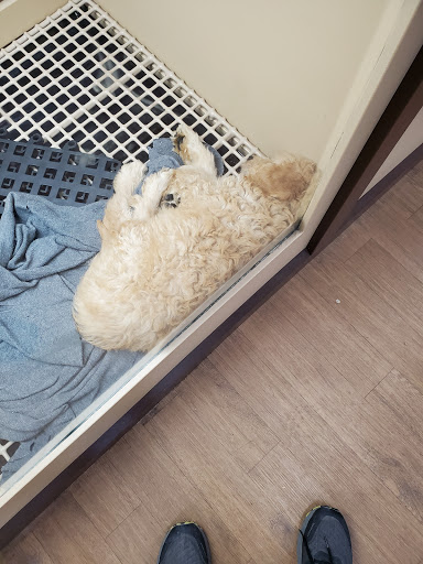 Pet Store «Petland Las Vegas», reviews and photos, 8800 W Charleston Blvd #3, Las Vegas, NV 89145, USA