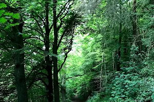 Mountsandel Wood image