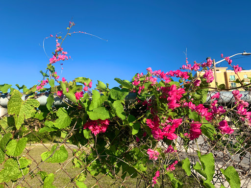 Public School «Alexander W. Dreyfoos School of the Arts», reviews and photos