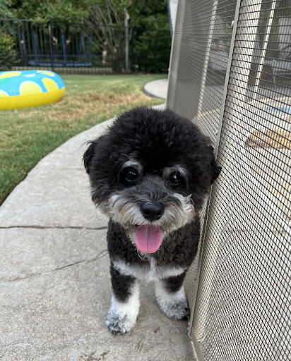 Pet Supply Store «PetSmart», reviews and photos, 170 E Stacy Rd, Allen, TX 75002, USA