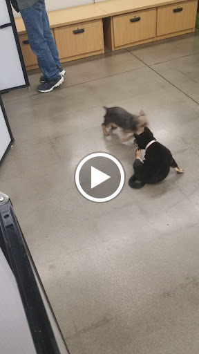 Pet Supply Store «Petco Animal Supplies», reviews and photos, 27580 W Lugonia Ave, Redlands, CA 92374, USA