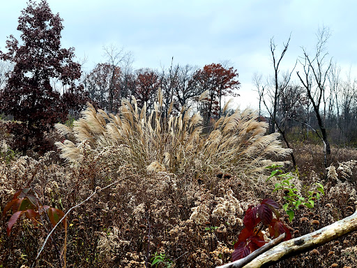 Nature Preserve «Hickory Creek Preserve», reviews and photos, Wolf Rd, Mokena, IL 60448, USA