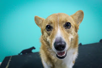 Just4Paws - Photo 5 - Car repair in Philadelphia, PA, Philadelphia