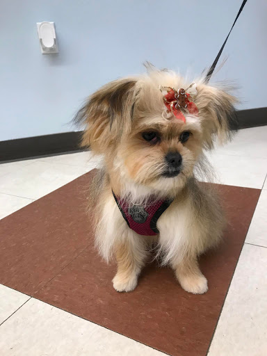 Pet Supply Store «PetSmart», reviews and photos, 3401 Erie Blvd E, Syracuse, NY 13214, USA