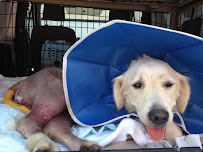 Pets to Vets OC - Photo 4 - Car repair in , Ontario