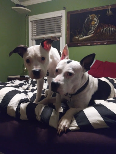 Pet Supply Store «Park Pet Supply Inc», reviews and photos, 479 Flat Shoals Ave SE # A, Atlanta, GA 30316, USA