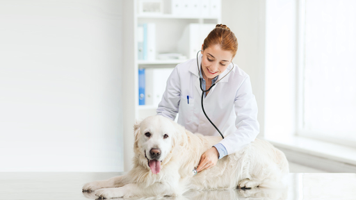 South St Veterinary Services image