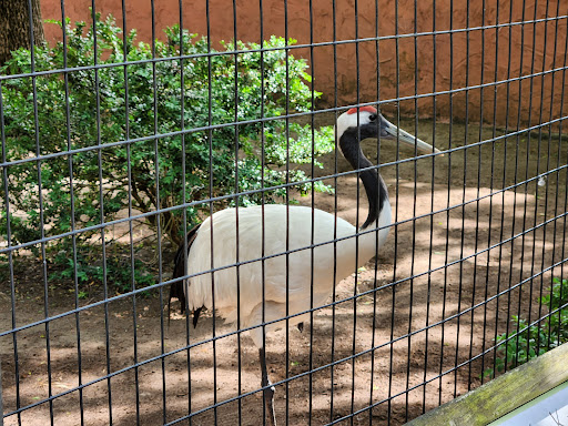 Zoo «Capron Park Zoo», reviews and photos, 201 County St, Attleboro, MA 02703, USA