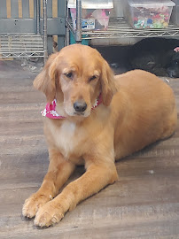 Adorable Pet Salon & Spa - Photo 8 - Car repair in Byron, GA, Warner Robins