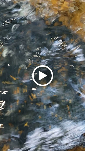 Grocery Store «Gatesville Country Store», reviews and photos, 4525 Salt Creek Rd, Nashville, IN 47448, USA