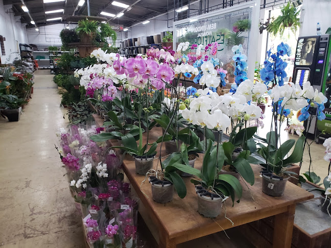 Esalflores - Uberaba - Curitiba