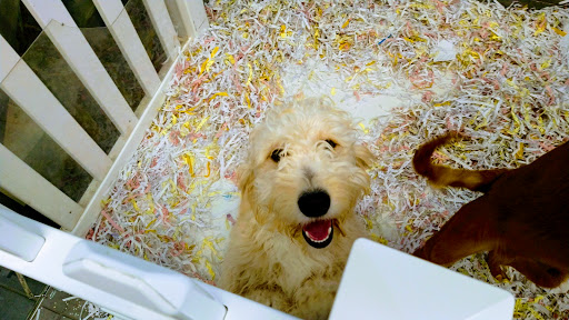 Pet Store «The Puppy Store», reviews and photos, 1163 Merrick Ave, Merrick, NY 11566, USA