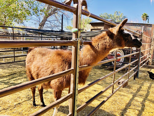 Zoo «Jr Pony Parties», reviews and photos, 1744 N Leonard Ln, Las Vegas, NV 89108, USA