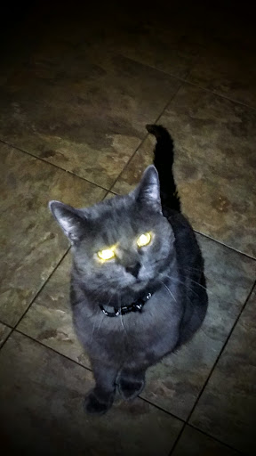 Pet Supply Store «Petco Animal Supplies», reviews and photos, 3459 Valley Plaza Pkwy, Fort Wright, KY 41017, USA