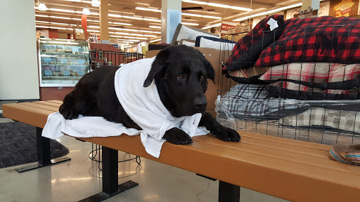 Pet Supply Store «Pet Food Express», reviews and photos, 320 S Lake Ave, Pasadena, CA 91101, USA