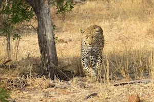 Sabi Sand Nature Reserve image