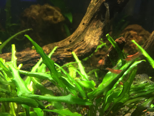 Aquarium «Aquatica», reviews and photos, 800 Clanton Rd H, Charlotte, NC 28117, USA