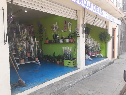 Orquídeas Giselle – Tenancingo