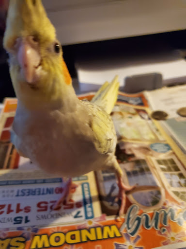 Pet Store «Fin & Feather Pet Center, Inc.», reviews and photos, 5208 Lakeside Ave, Richmond, VA 23228, USA