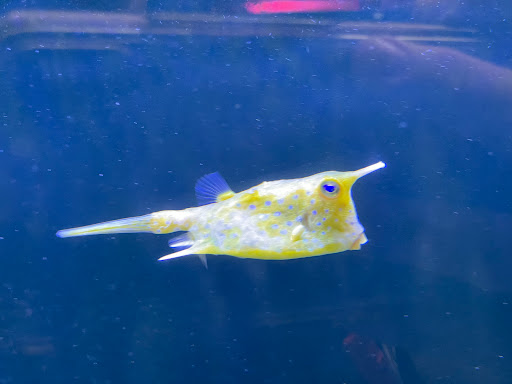 Tropical Fish Store «Reef eScape», reviews and photos, 11141 Lee Hwy, Fairfax, VA 22030, USA