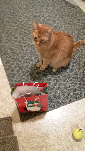 Pet Supply Store «PetSmart», reviews and photos, 2101 Elmwood Ave, Buffalo, NY 14207, USA