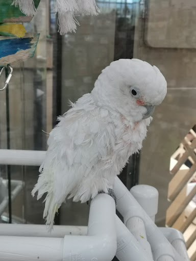 Pet Store «Petland Las Vegas», reviews and photos, 8800 W Charleston Blvd #3, Las Vegas, NV 89145, USA