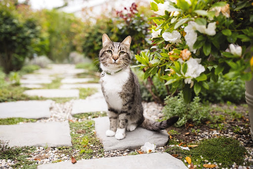 PetSmart image