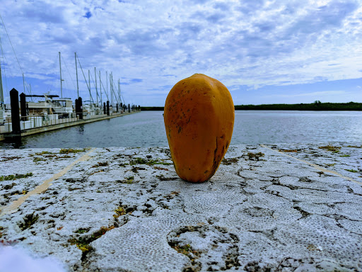 Marina «Fort Pierce City Marina», reviews and photos, 1 Avenue A, Fort Pierce, FL 34950, USA