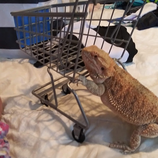 Pet Supply Store «PetSmart», reviews and photos, 916 Loganville Hwy, Bethlehem, GA 30620, USA