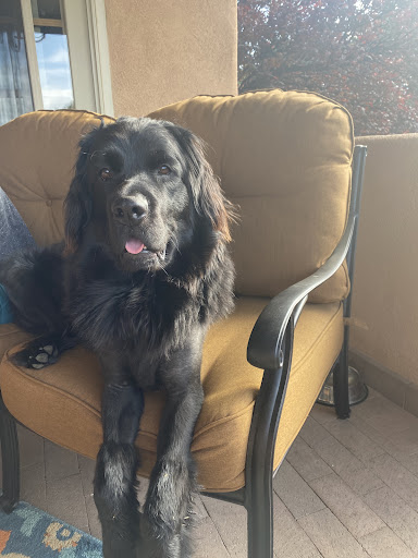 Insurance Agency «Embrace Pet Insurance», reviews and photos