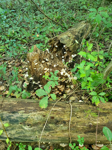 Nature Preserve «Lost Lake Nature Preserve», reviews and photos, Evans Rd, Holly, MI 48442, USA