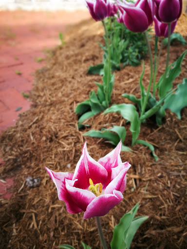 Tourist Attraction «Luray Valley Museum», reviews and photos, 100 Cave Hill Rd, Luray, VA 22835, USA