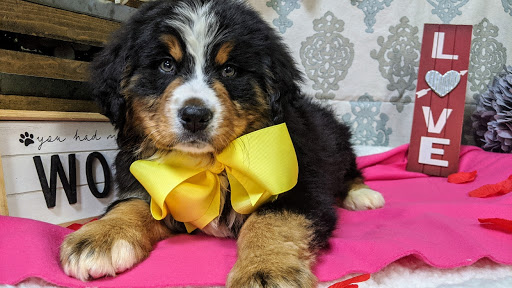 Pet Store «Happiness Is Pets Vi», reviews and photos, 616 E Roosevelt Rd, Lombard, IL 60148, USA